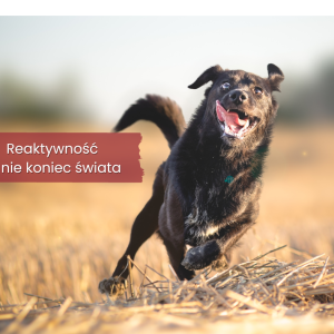 Reaktywność to nie koniec świata