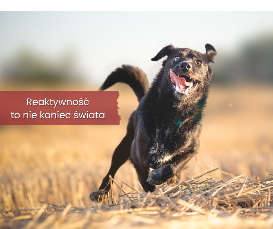 Reaktywność to nie koniec świata