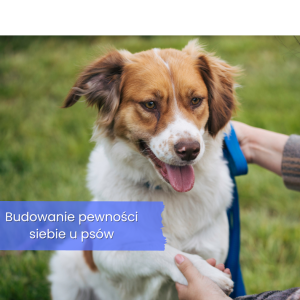 Budowanie pewności siebie u psów