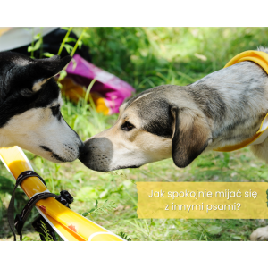 Jak spokojnie mijać się z innymi psami?